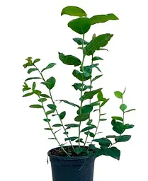 Саджанець Agro-Market Лохина (чорниця садова) 2 роки Топ Шелф (Top Shelf) С2 висота 50-60 см 1 саджанець (177278) - мініатюра 2