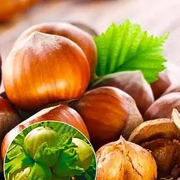 Саджанець Agro-Market Фундук Барселонський (перехресне запилення, садити по 2 шт) (44829) 1 шт. в упаковці - мініатюра 2