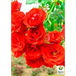Троянда штамбова Agro-Market Scarlet саджанець класу АА+ вищий сорт 1 шт. в упаковці (36256) - мініатюра 2