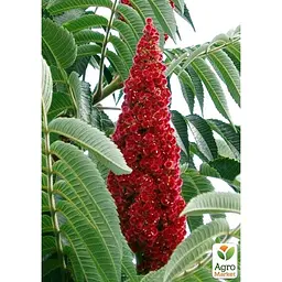 Саджанець Agro-Market Сумах Оленерогій (44202) - мініатюра 5
