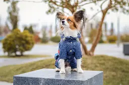 Комбінезон Smart Pet Роуз - мініатюра 3