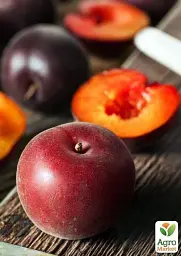 Саджанець Agro-Market Персик червоно-вишневий Королівський (Royal) (англійська селекція, преміальний великоплідний сорт) 1 шт. в упаковці (39942) - мініатюра 2