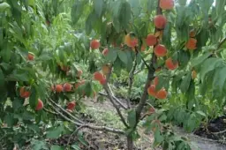 Саджанець Agro-Market Персик Посол Миру (літній сорт, середній термін дозрівання) 1 шт. в упаковці (25773) - мініатюра 5