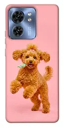 TPU чохол Demsky Happy poodle для Motorola Edge 40