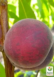 Саджанець Agro-Market Персик Красна девиця (літній сорт, середньо-пізній термін дозрівання) 1 шт. в упаковці (17587) - мініатюра 2