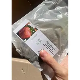 Саджанець Agro-Market Полуниця Королева Єлизавета 5шт (ремонтантний сорт, ранній термін дозрівання) (36607) - мініатюра 9