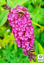 Саджанець Agro-Market Буддлея Давида Pink Delight (122961) - мініатюра 2
