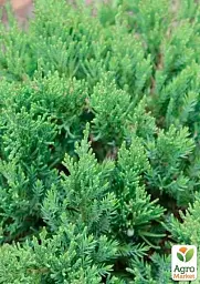 Саджанець Agro-Market Ялівець козацький Rockery Gem С3 діаметр 20-25 см 1 шт. в упаковці (176859) - мініатюра 3