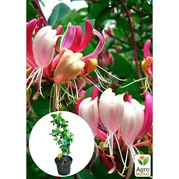 Саджанець Agro-Market Жимолость Гекротта American Beauty, висота 50-90см, С2 (90917) 1 саженец в упаковке - мініатюра 3