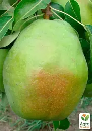Саджанець Agro-Market Груша Богема (зимовий сорт, пізній термін дозрівання) 1 шт. в упаковці (40015) - мініатюра 2