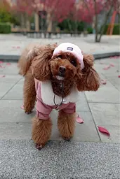 Шапка для собак Hat-Dog рожева (XL) - мініатюра 5