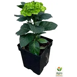 Саджанець Agro-Market Гортензія крупнолистова кучерява Caipirinha (152207) 1 шт. в упаковці - мініатюра 3