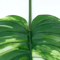 Штучне листя Engard Monstera Alba 71 см (TW-53) - мініатюра 6