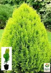 Саджанець Agro-Market Туя 5-річна східна Pyramidalis Aurea С3 висота 50-60 см 1 шт. в упаковці (116269) - мініатюра 2