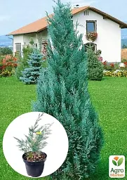 Саджанець Agro-Market Кипарисовик 2-річний Лавсона Columnaris вазон С1.5 висота 20-30 см 1 шт. в упаковці (102163) - мініатюра 2
