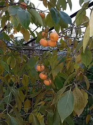 Саджанець Agro-Market Хурма Віргінська великоплідна на віргінській морозостійкій підщепі 1 шт. в упаковці (44804) - мініатюра 7