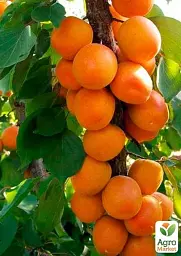 Саджанець Agro-Market Абрикос колоновидний Зоряний 1 шт. в упаковці (52682) - мініатюра 2