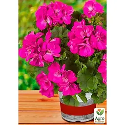 Саджанець Agro-Market Пеларгонія зональна Flower Fairy Violet (178505) 1 шт. в упаковці - мініатюра 2