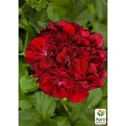 Саджанець Agro-Market Пеларгонія ампельна Ivy Deep Red (контейнер № 10 висота 10-20 см) (49106) 1 шт. в упаковці - мініатюра 2