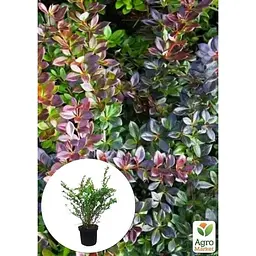 Саджанець Agro-Market Барбарис середній 2-х річний Park Jewel С3 висота саджанця 30-60 см (101795) 1 шт. в упаковці - мініатюра 4