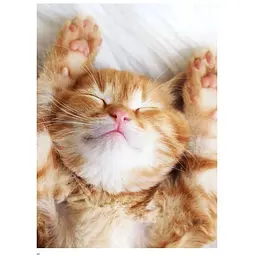 Cats: A Celebration of Our Feline Friends - Фотопулос Джуліанна - мініатюра 5