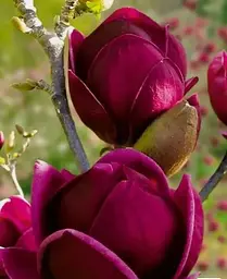 Магнолія Agro-Market щеплена 4-річна гібридна Black Tulip висота 60-80 см 1 саджанець в упаковці - мініатюра 6