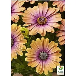 Саджанець Agro-Market Остеоспермум Pink Eyed Beauty (контейнер № 10 висота 10-20 см) (49086) 1 шт. в упаковці - мініатюра 2