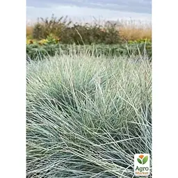 Саджанець Agro-Market Вівсяниця сиза Eisvogel вазон С2, висота 15-30 см (184220) 1 шт. - мініатюра 3