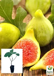 Саджанець Agro-Market Інжир золотистий Вердал 2-х річний ранній великоплідний сорт 1 шт. в упаковці (102129) - мініатюра 2