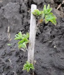 Саджанець Agro-Market Аґрус Золотистий (середній термін дозрівання, має дуже солодкі, великі ягоди) 1 шт. в пакуванні (46131) - мініатюра 3