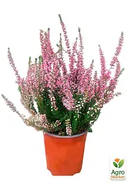 Саджанець Agro-Market Верес вічнозелений Selly (44268) - мініатюра 4