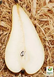 Саджанець Agro-Market Груша Амфора (зимовий сорт, пізній термін дозрівання) 1 шт. в упаковці (35446) - мініатюра 2