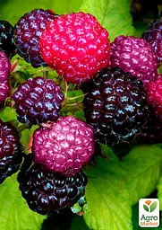Саджанець Agro-Market Фіолетова малина БрендіВайн (Brandywine) середній термін дозрівання) 1 шт. в пакуванні (48884) - мініатюра 2