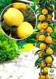 Саджанець Agro-Market Яблуня колоновидна Янтарне намисто 1 шт. в упаковці (52713) - мініатюра 2