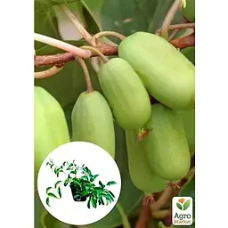 Саджанець Agro-Market Актинідія 2-х річна аргута Великоплідна Голландія (великі плоди) вазон С1 (181375) 1 шт. - мініатюра 2