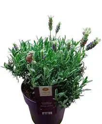 Лаванда Agro-Market Anouk Стехадська кімнатна 2-х річна 20-30 см з Нідерландів white 1 саджанець в упаковці (185027) - мініатюра 3