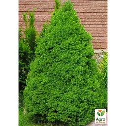 Саджанець Agro-Market Ялина 2-х річна канадська Conica S2, висота 25-40 см (64139) - мініатюра 2