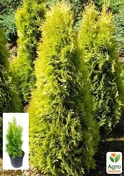 Саджанець Agro-Market Туя західна 2-річна Jantar С3 висота 20-30 см 1 шт. в упаковці (101968) - мініатюра 4