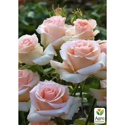 Троянда чайно-гібридна Agro-Market Prince Jardinier саджанець класу АА+ вищий сорт 1 шт. в упаковці (181454) - мініатюра 2