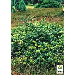 Саджанець Agro-Market Барбарис середній 2-х річний Park Jewel С3 висота саджанця 30-60 см (101795) 1 шт. в упаковці - мініатюра 3