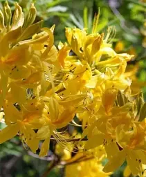 Рододендрон Agro-Market Sweet Yellow гібридний ароматний 4-х річний висота 45-55 см з Нідерландів 1 саджанець в упаковці (185123) - мініатюра 4