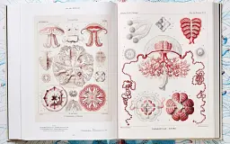 The Art and Science of Ernst Haeckel - мініатюра 9