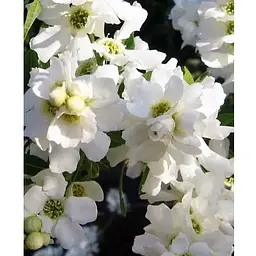 Екзохорда кистовидная 2-х річна Magical Springtime висота 30-50см (115242) 1 саженец