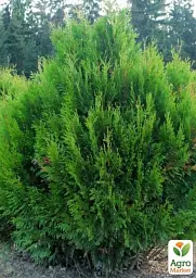 Саджанець Agro-Market Туя складчаста Kornik С3 висота 50-60 см 1 шт. в упаковці (101943) - мініатюра 2