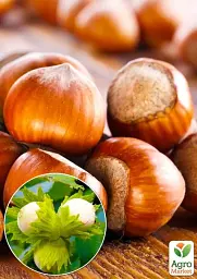 Саджанець Agro-Market Фундук Галле (середній термін дозрівання, перехресне запилення, садити по 2 шт.) 1 шт. в упаковці (24610) - мініатюра 2