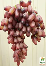 Саджанець Agro-Market Виноград Червоне Молоко (Pizzutello Rosso, японська селекція, двостатевий) 1 шт. в пакуванні (182313) - мініатюра 2