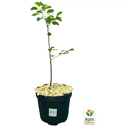 Саджанець Agro-Market Груша Ред Фаворитка укорінена в контейнері (саджанець 2 роки) (153293) - мініатюра 2