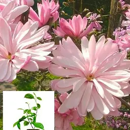Магнолія 3-х річна стеллата "Rosea" (висота 40-50см) (60451) 1 саженец - мініатюра 5