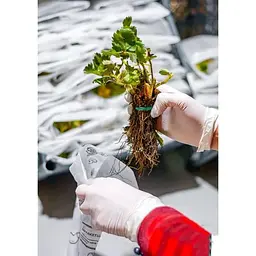 Саджанець Agro-Market Полуниця Маршал (Marshal) 5шт (середній термін дозрівання, сорт стійкий до багатьох хвороб) (36948) - мініатюра 7