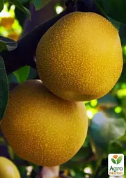 Саджанець Agro-Market Азіатська груша Дайсуле (літній сорт) 1 шт. в упаковці (45356) - мініатюра 2
